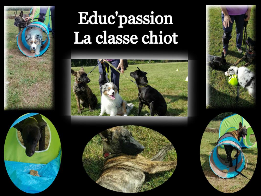 Classe chiot montage